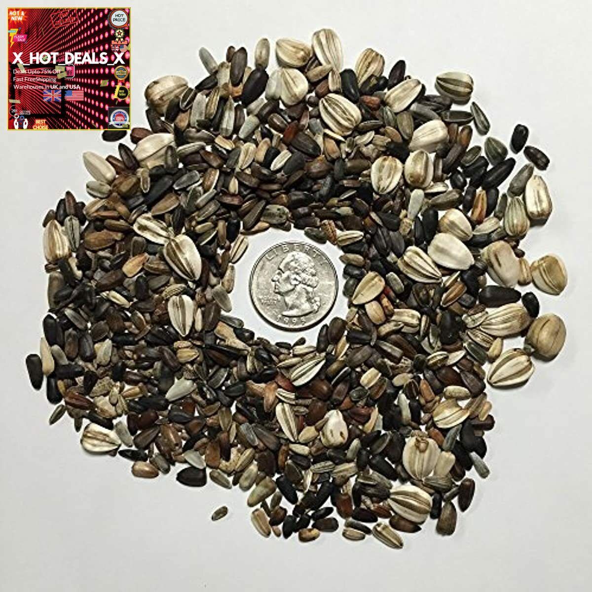 Seed Needs Bulk Package of 1,000+ Seeds, Sunflower Crazy Mixture 15+ Varieties (