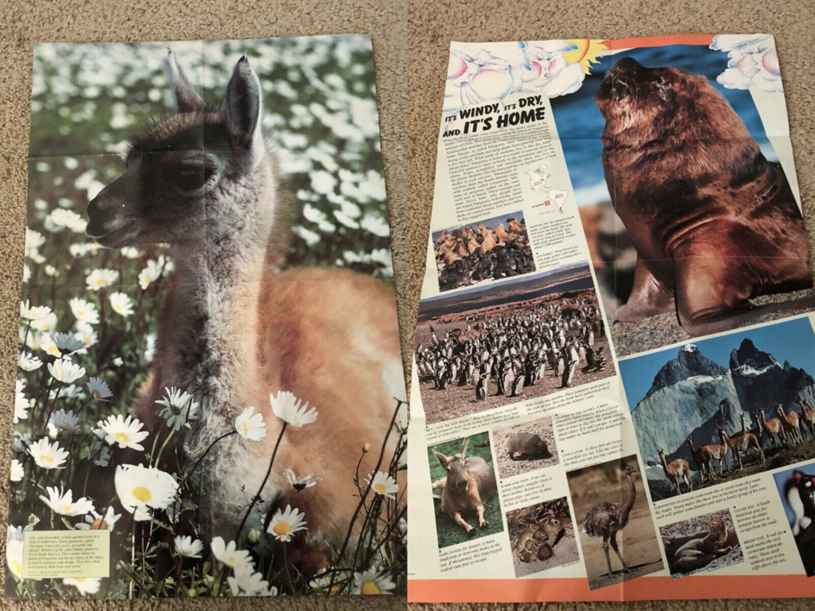Vintage National Geographic Poster Double Sided 1988 Guanaco Patagonia S America