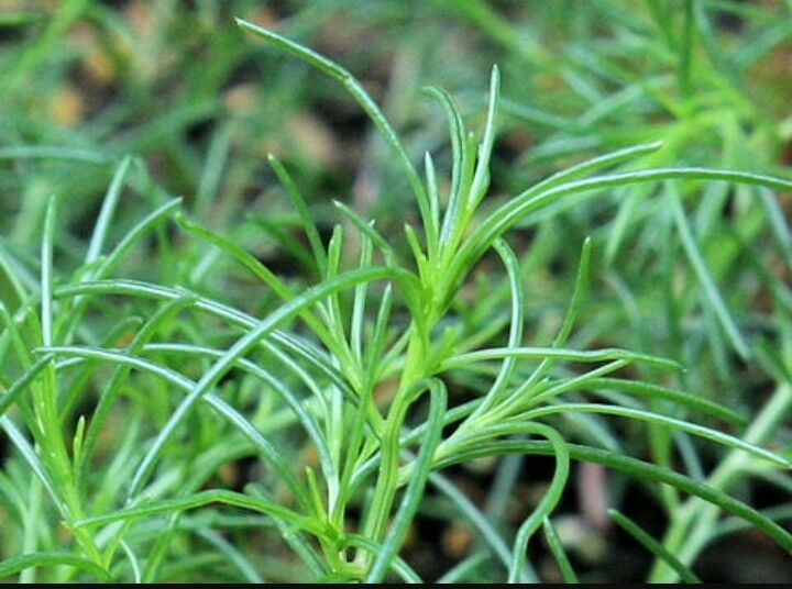 150+ Saltwort Seed - Salsola Komarovii-NON GMO- Open Pollinated.